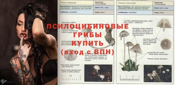 стаф Тутаев